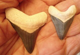 2 Bone Valley Megalodon Shark Teeth 1 3/4 " & 1 1/2 " Long