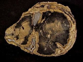 Rw Choice " Petrified Wood Round " Showing Insect Borings