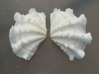 Tridacna Squamosa Mostly White Fluted Ruffled Clam Shell Matched Pair,  5 "
