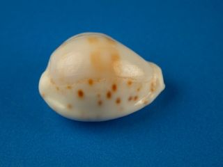 Cypraea Rashleighana,  Pattern,  Heavy Callous,  19.  6mm,  Hawaii Shell