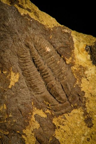 0.  60 Inch Nangaops Elongatus Early Cambrian Trilobite - Eastern Asia