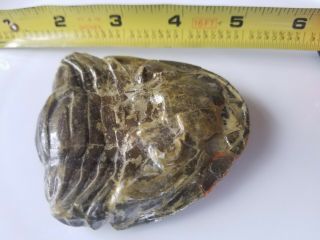 Big Rare Trilobite Fossil - Enrolled Exc Detail Not Sure Of The Species 67 Mm