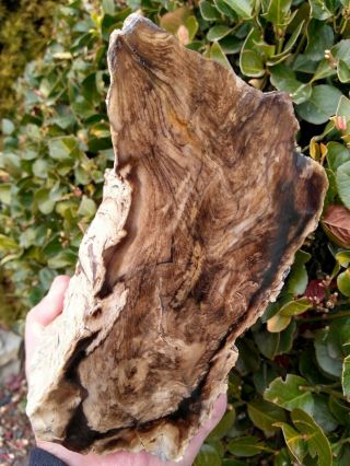 Large Cut Owyhee Mountains Petrified Wood Brown Agate Bark Rings Oregon 9,  Lbs