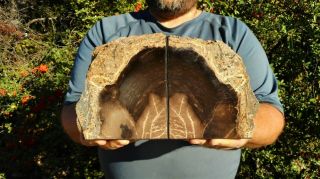 Large Polished Petrified Sequoia Wood Book Ends / Displayed Specimen / Oregon
