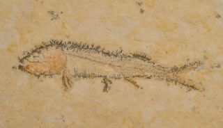 Fossil fish - Thrissops sp.  from Germany 2
