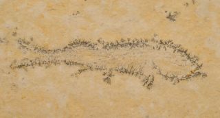 Fossil fish - Thrissops sp.  from Germany 3