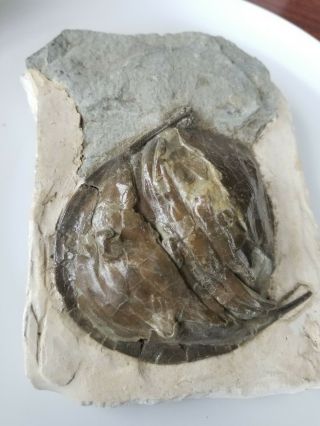 Huge Rare Trilobite Fossil - Enrolled Exc Detail Not Sure Of The Species 100 Mm