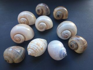 10 Hermit Crab Shells 1.  6 To 1.  8 Inches - Listing For Lynda