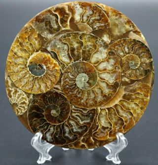 Large Wonderful Madagascar Polished Ammonite Shells Disk Fossil Specimen W/stand
