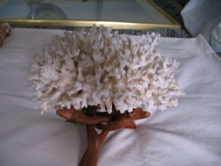 Natural White Sea Ocean Coral Branch With Wooden Stand