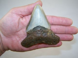 4.  25 Inch Megalodon Fossil Shark Tooth Teeth - 5.  7 Oz - Tooth Stand
