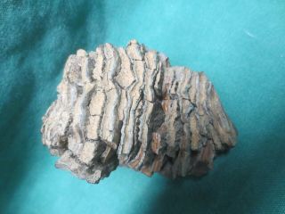 Fossilized Baby Woolly Mammoth Tooth - Sd