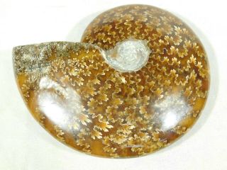 A BIG 100 Natural Polished Sutured Ammonite Fossil From Madagascar 400gr 3