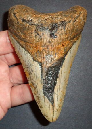Very Large 4.  320 " Megalodon Shark Tooth Fossil From North Carolina Real Tooth