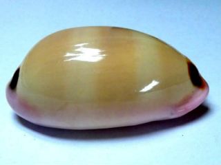 Seashell,  Cowry,  Cypraea Pulchra
