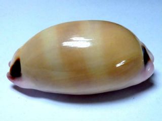 Seashell,  Cowry,  Cypraea Pulchra 2