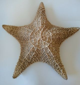 Giant Starfish 398 Mm