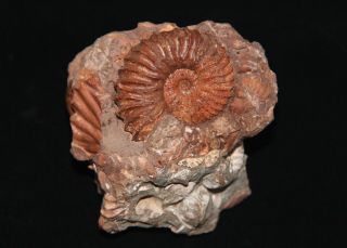 Ammonite Tetrahoplites Finitimus Gastropod Bivalve Fossil Kazakhstan