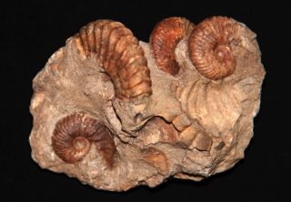 Ammonite Tetrahoplites Sonneratia Fossil Kazakhstan