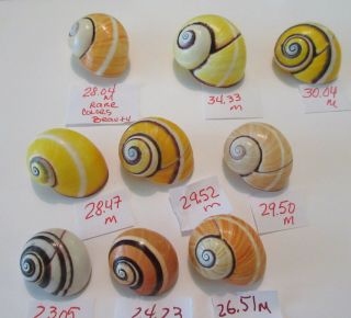 Polymita Spectacular Shell Group Of 9 Assorted Beauties Great Price