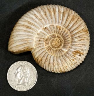Estate Fresh Detailed Fossilized Prehistoric Ammonite Fossil Snail Shell
