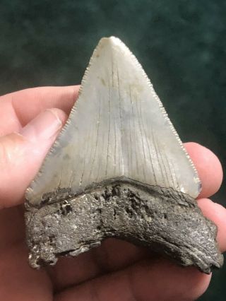 17 Huge 3 " Megalodon Giant Shark Tooth Teeth Extinct Fossil Megladon