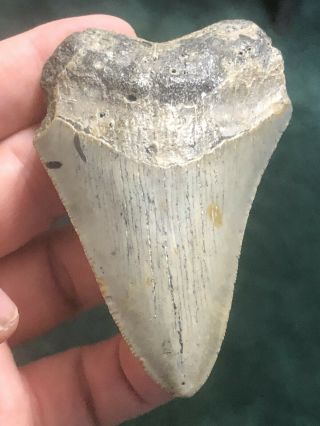 18 Huge 3 1/2 " Megalodon Giant Shark Tooth Teeth Extinct Fossil Megladon