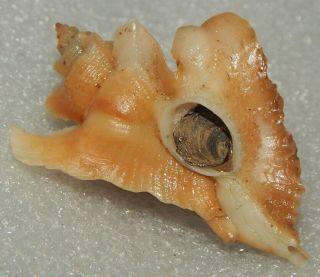 Seashell Pteropurpura Esycha 46mm W/o