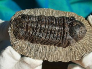 High Detail Reedops Cephalotes Hamlagdadian Trilobite Fossil Large 3.  54 " Inches