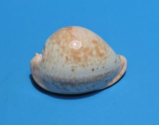 Seashell Cypraea Armeniaca Westralica 86.  3mm (017)