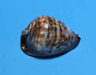 Seashell Cypraea Vercoi 81.  9mm (014)