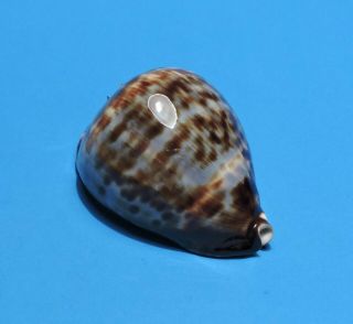 Seashell CYPRAEA VERCOI 81.  9mm (014) 2