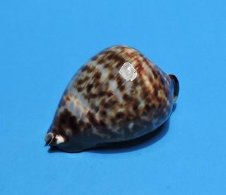 Seashell CYPRAEA VERCOI 81.  9mm (014) 3