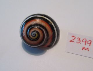 Polymita Spectacular Shell 23.  99 Mm Rare Colors Gorgeous Beauty
