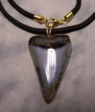 Great White Shark Tooth 1 13/16 " Teeth Fossil Wireless Pendant Megalodon Dive Xl