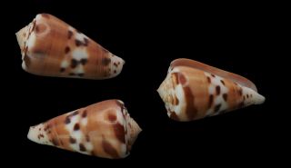 Seashell Conus Barthelemyi Interesting