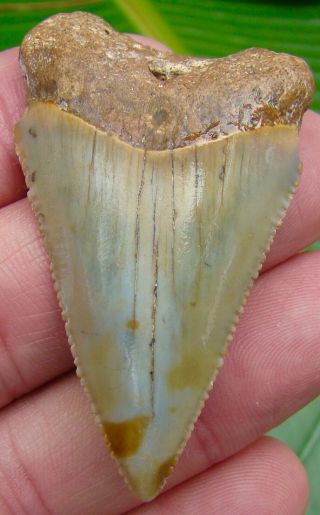 Great White Shark Tooth - 2 & 5/16 In.  Serrated - Real - No Restorations