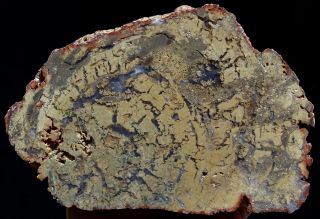 Mw: Petrified Wood Agate & Jasper Limb Cast - Hampton Butte,  Oregon -