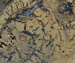 Mw: Petrified Wood AGATE & JASPER LIMB CAST - Hampton Butte,  Oregon - 2