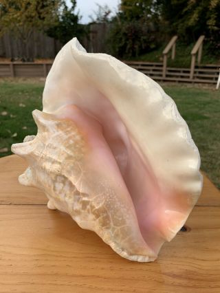Large Pink Queen Conch Seashell 9 3/4” Over 3 Lbs Gorgeous