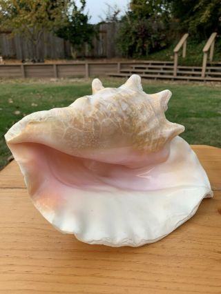 Large Pink Queen Conch Seashell 9 3/4” Over 3 lbs GORGEOUS 2