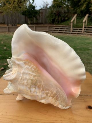 Large Pink Queen Conch Seashell 9 3/4” Over 3 lbs GORGEOUS 3