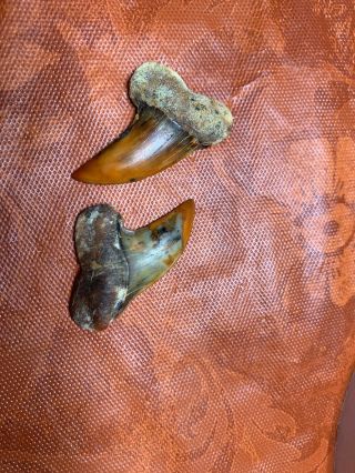 2 Bakersfiel Fossil Shark Tooth Hill Shark Teeth Isurus Planus Extinct Fire Zone