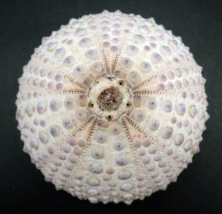 Fantastic Colour/quality Centrostephanus Rodgersii 89.  4 Mm Australia Sea Urchin