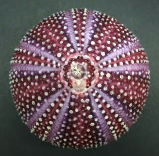 Stunning Purple: Echinus Esculentus 76.  2 Mm Sea Urchin North Sea