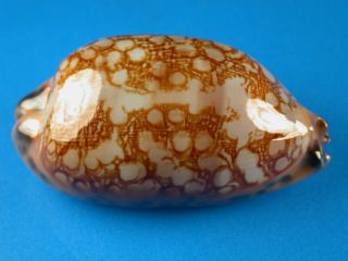 Cypraea Scurra Hivaensis,  Pattern,  Very Large 50.  2mm,  Marquesas Shell
