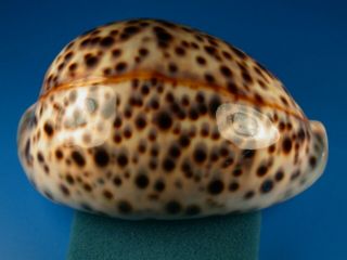 Cypraea Tigris Schilderiana,  Pattern,  111.  6mm,  Hawaii Shell
