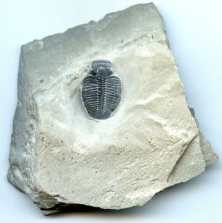 Fossil Of A Trilobite 