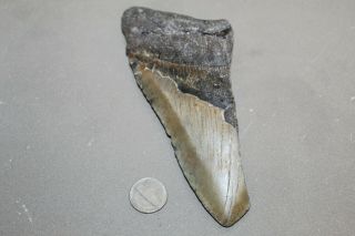 Megalodon Fossil Giant Shark Teeth Natural Large 6.  29 " Huge Tooth