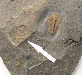 Trilobite,  Paradoxides,  Peronopsis,  Cambrian,  Jince,  Czech Republic - Eb7587